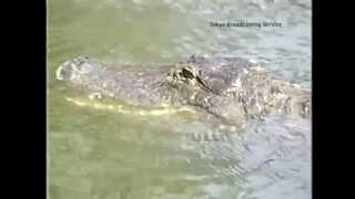 Crocodiles aggressive before earthquakes?