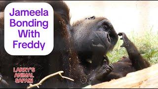 Baby Gorilla - Jameela #33 Bonding With Freddy       #gorillas