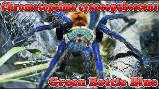 Unboxing GREEN BOTTLE BLUE | Chromatopelma Cyaneopubescens Tarantula