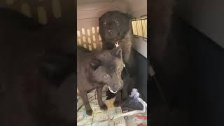 焦って同じクレートに入って戸惑う甲斐犬