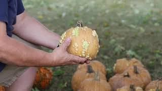 Pumpkin Grizzly Bear F1 from Harris Seeds