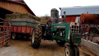 What We Feed Our Cows On A Dairy Farm!