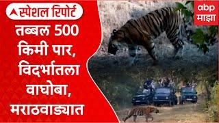 Tiger spotted in Marathwada : तब्बल 500 किमी पार, विदर्भातला वाघोबा, मराठवाड्यात Special Report