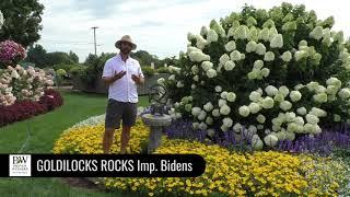 Dig Deep:  GOLDILOCKS ROCKS Bidens