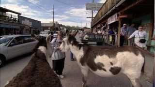 Oatman Burros