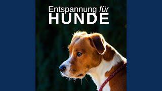 Entspannung für Hunde