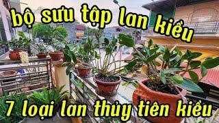 mùa hoa của các loại lan kiều | phong lan rừng phúc vân