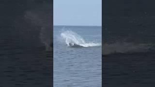 See #greatwhiteshark #shark #hunting at the #beach Would you swim here #florida #shorts #viralshort