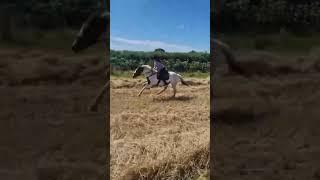 Love horses amazing hack Xxx ️