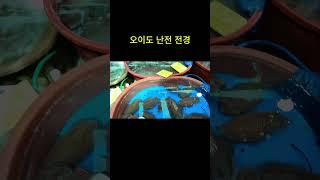 오이도 난전