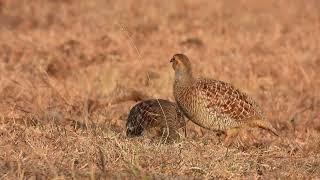 Grey Francolin or safed teetar call (Francolinus pondicerianus) Grey francolin Voice