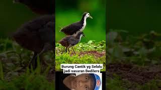 Burung Ruak ruak Giring Anak #shorts #burung