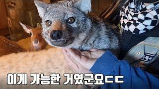 아프리카 맹수 자칼과 희귀동물들이 강아지처럼 따르는 마법이...