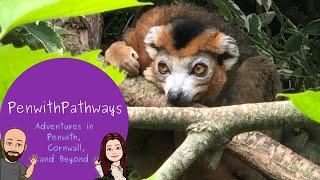 A quick tour of Newquay Zoo