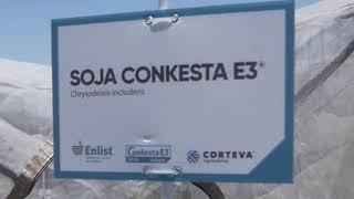 Soja Conkesta E3 – Chrysodeicis includens