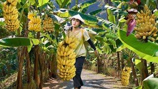 Country Girl Banana Harvest Go To Market Sell | Make Banana Cake and Enjoy a Peaceful Life