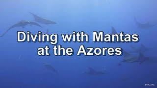 Diving with Mantas at the Azores