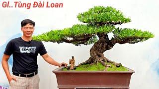 Tùng Đài Loan BonSai Nghệ Thuật Giao Lưu. Nhiều Tác Phẩm Đẹp. Cảnh Phù Mỹ Bình Định Lh #0905999111