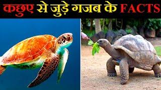 कछुए से जुड़े गजब के FACTS | 3 Most Interesting Facts About turtles#shorts