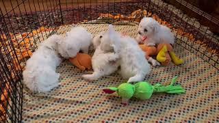 Bichon Frise Puppies playing at 46 days old