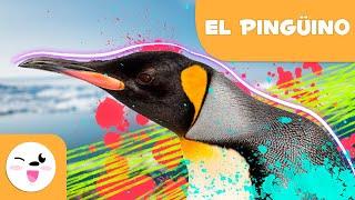 EL PINGÜINO  Animales para niños ️ Episodio 2