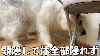 耳掃除が嫌すぎて先生からどうしても逃げたいアルです