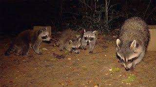  AWESOME RACCOON KIT SOUNDS! 