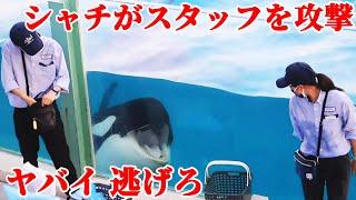 鴨川シーワールドのシャチが販売スタッフを襲う!! 逃げ出すスタッフ危機一髪 kamogawaseaworld