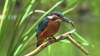 Common Kingfisher. Bird catching a fish. David Attenborough's opinion.