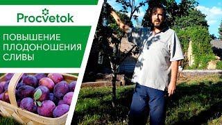 Что делать, если слива не плодоносит?