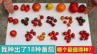 我种出了18种西红柿/番茄, 哪个最值得种？Comparing 18 varieties of tomatoes