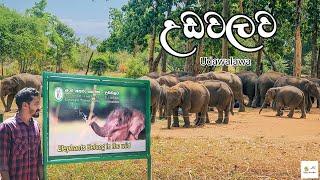 උඩවලව වටේ රවුමක් | Udawalawa Elephant Transit Home | Udawalawa Reservoir | Chandrika Lake