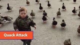 Toddler Leads Duck Army