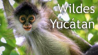 WILDES Yucatán - der kleine Tierfilm | Naturdoku über Mexiko