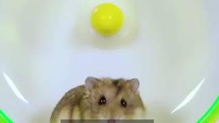 Nicole Fong - Truth Campaign_Cupcake the Hamster