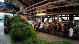 Milchviebetrieb  vom Gras bis in den Milchtank