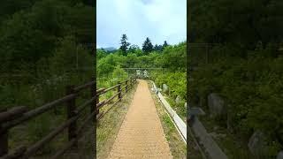 랜선으로 느끼는 피톤치드 스멜 #shorts [유한킴벌리]
