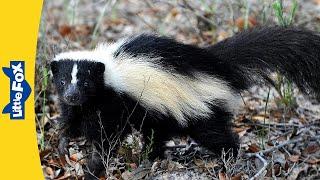 Meet the Animals | Skunk | Mammals | Wildlife Animals | Kindergarten