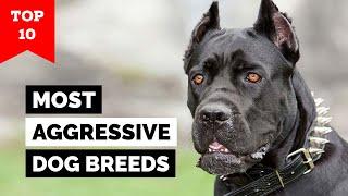 Top 10 Most Aggressive Dog Breeds In The World