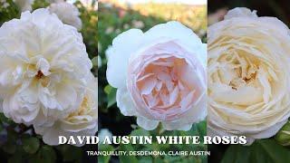 David Austin White Roses | Tranquillity | Desdemona | Claire Austin