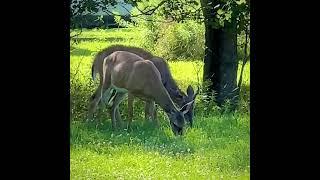 Whitetail Deer Family Feeding in a Field