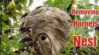 Wasp Removal EXPERTS Reveal the Secrets to a Hornet-Free Yard!