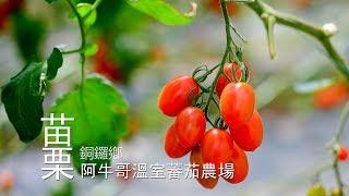 【銅鑼】阿牛哥溫室蕃茄農場