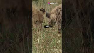 शेर vs लकड़बग्घों की लड़ाई। #trendingshorts #animals #जनवर #animalsvideo #wildanimals #wildlife #jun