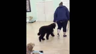 Dog Training Now Video