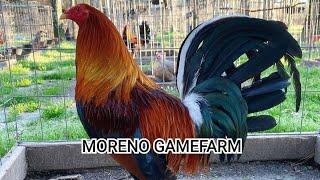 MORENO GAMEFARM || Breed for quality, not quantity