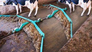 Amazing Modern Automatic Cow Farming Technology - Fastest Feeding, Cleaning and Milking Machines