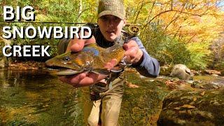 FLY FISHING BIG SNOWBIRD CREEK DELAYED HARVEST!! BEAUTIFUL BROOK AND BROWN TROUT!!!