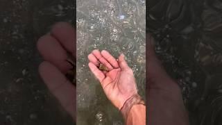 Helping a little hermit crab trapped in nylon bag #shorts