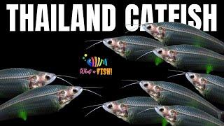 Thailand Glass Catfish | Thailand catfish #catfish Exotic fish #fishing #glass Transparent #thailand